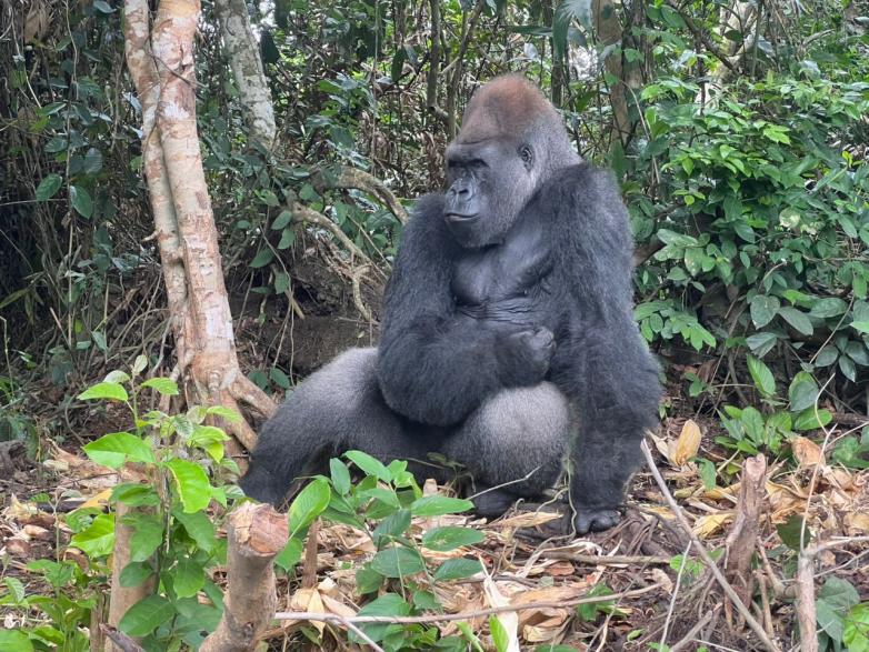 Visiting the Gorillas 